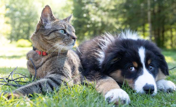 cane e gatto