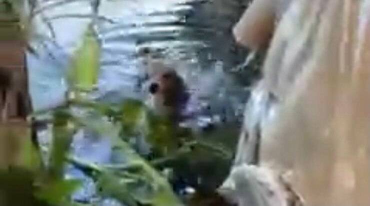 Chabelo che nuota per salvarsi la vita (Screen video)