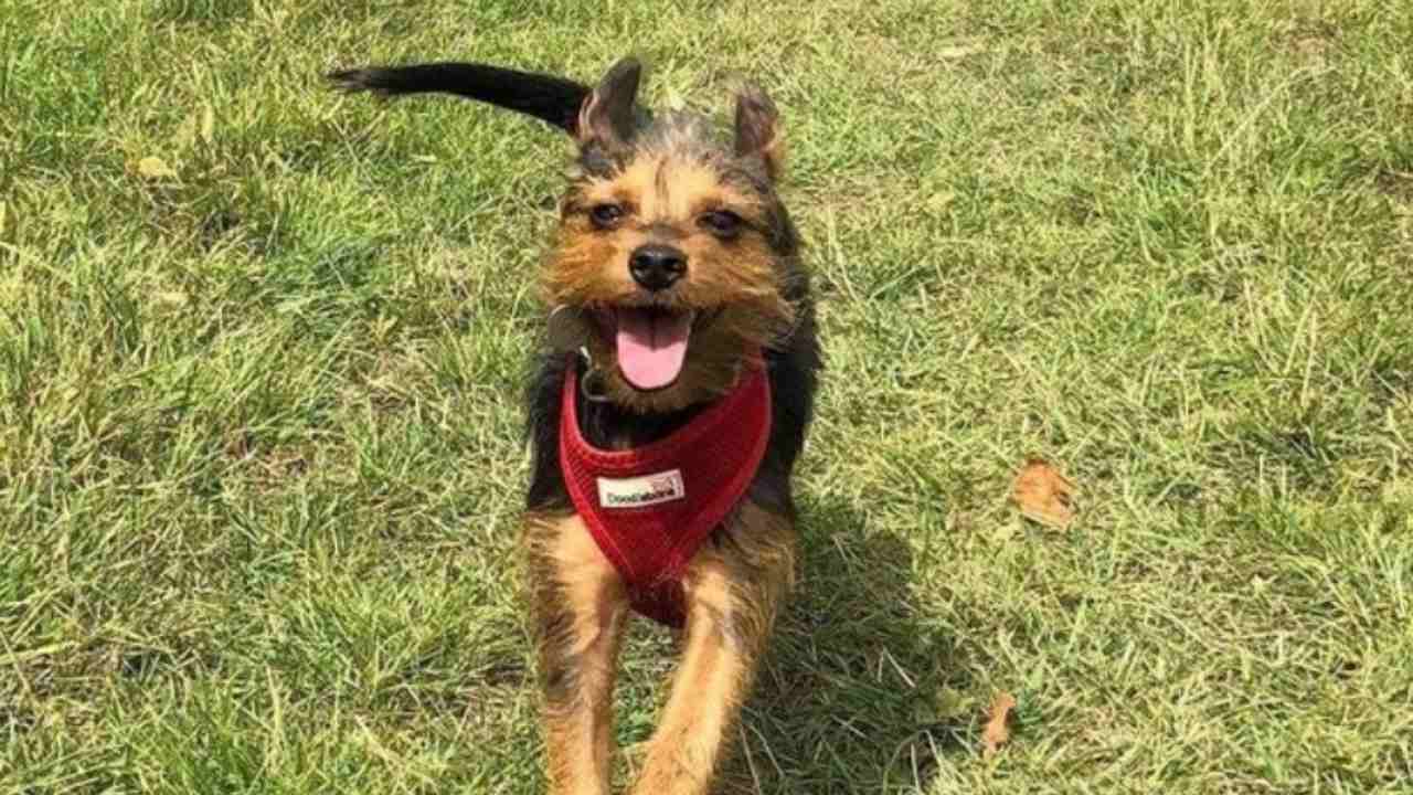Chewie: il cane eroe che ha salvato la vita del suo proprietario