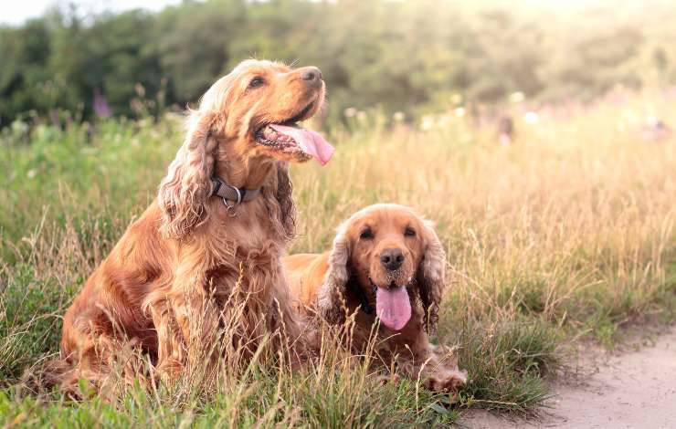 Cocker Spaniel Inglese