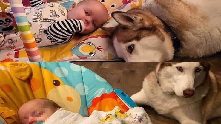 Cuccioli sorvegliano la piccolina (Screen Instagram)