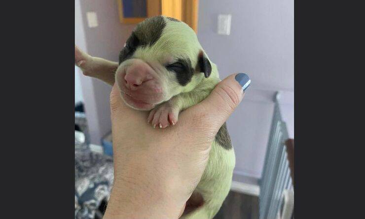 Cucciolo appena nato (Screen Facebook)