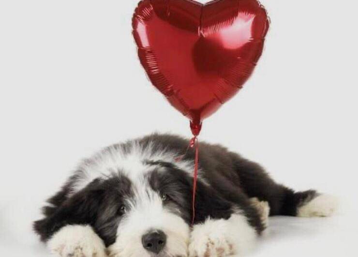 Cucciolo con palloncino a forma di cuore (Screen Pinterest)