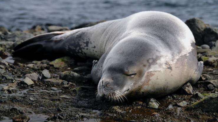 Cucciolo di foca salvato