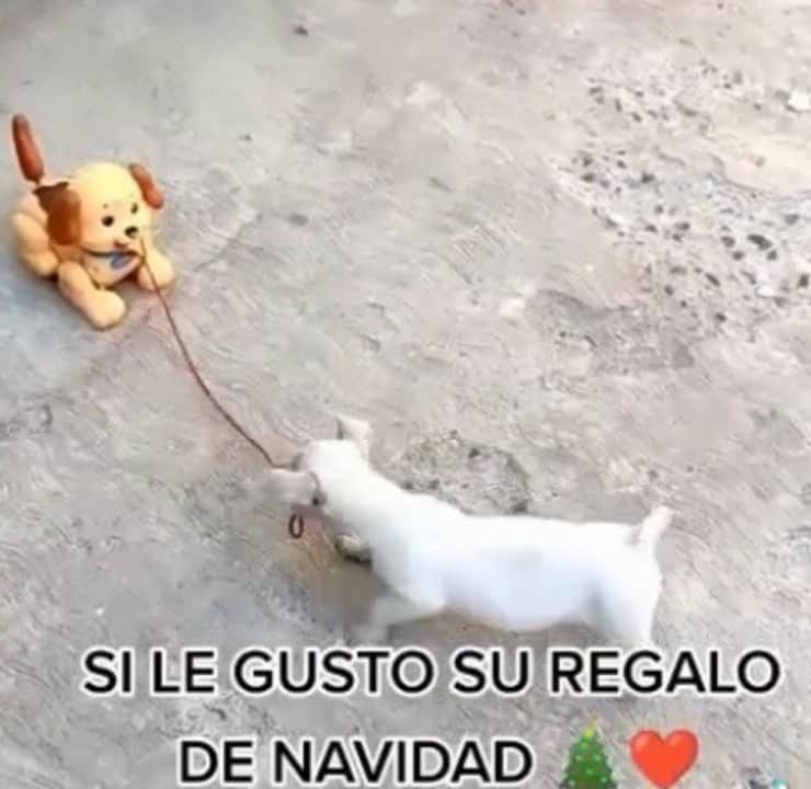 Cucciolo felice e il suo giocattolo del cuore (Screen video)