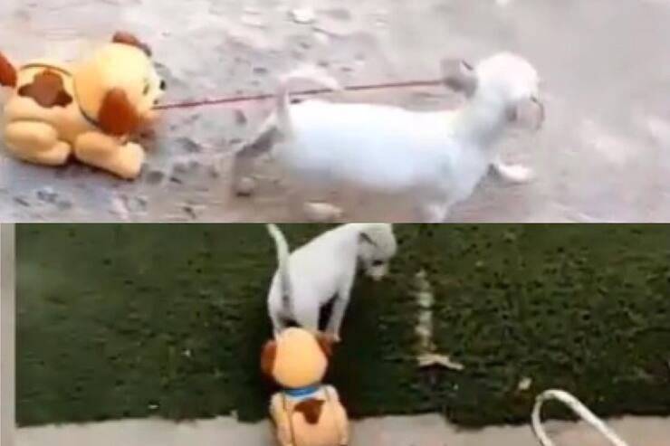 Cucciolo porta a spasso il suo cane giocattolo (Screen video)