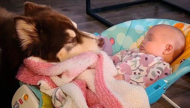 Cucciolo protegge e ammira la bimba (Screen Instagram)