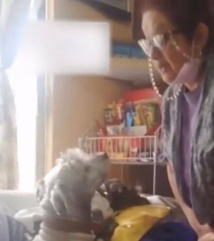 Donna chiede scusa al suo cucciolo (Screen video)