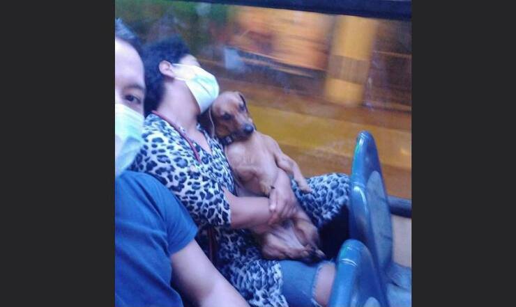 Donna dorme sull'autobus con in braccio il suo cucciolo (Screen Facebook)