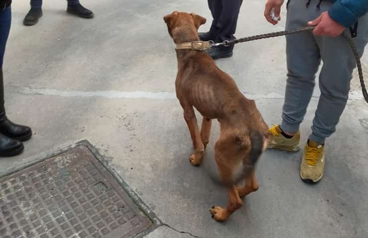 Cane scheletrico rinchiuso da anni in un box, salvato dall'Oipa (Foto OIPA Italia Odv)