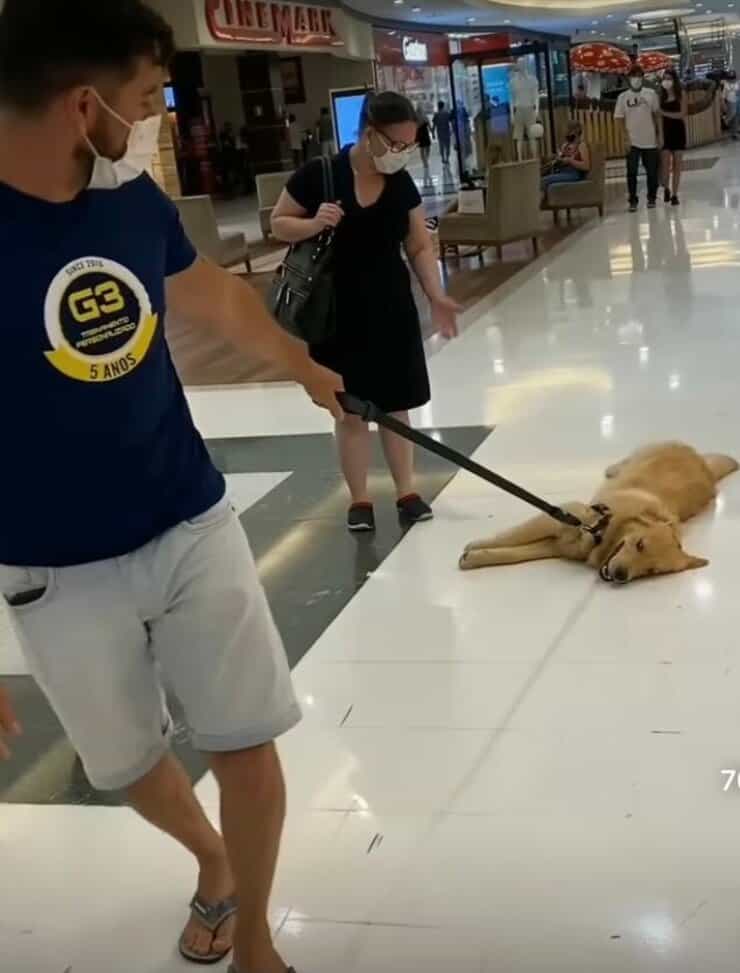 Golden Retriever si lascia trascinare pur di non camminare (Screen video)