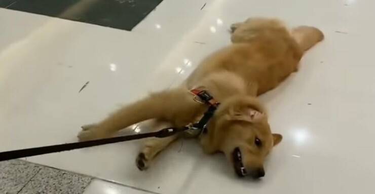 Golden Retriever stanco di camminare (Screen video)