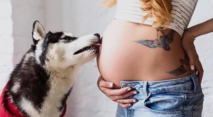 Husky bacia pancione donna incinta (Screen Pinterest)