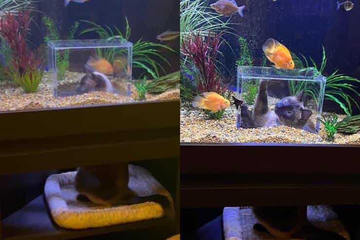 Jasper osserva i pesciolini nel nuovo acquario (Screen video e Screen Facebook)