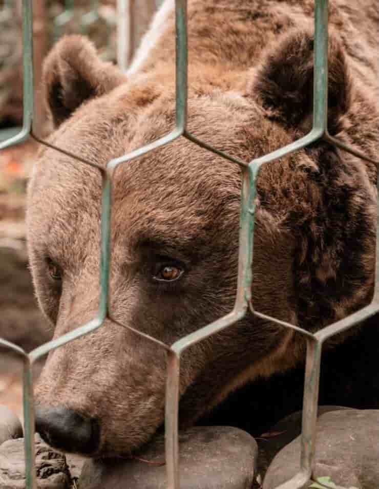 La tristezza dell'orso Vova (Screen Facebook)
