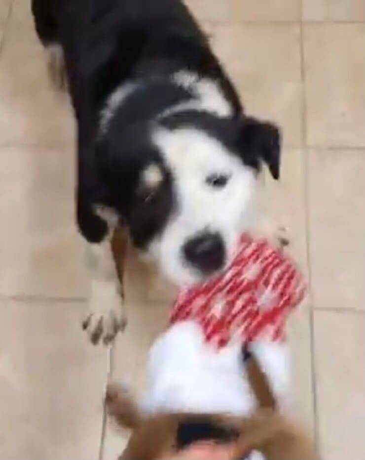 Loki e un suo giocattolo (Screen video)