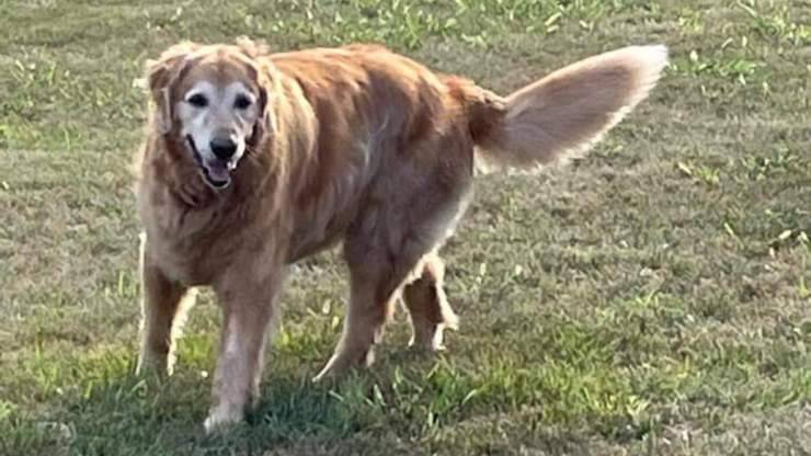 Cane salvato da altro cane 