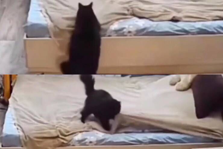 Mamma gatta fa il letto (Screen video)