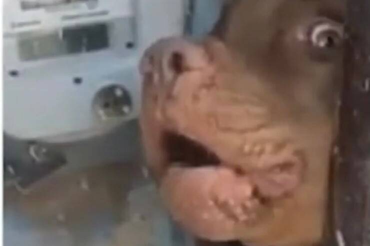 Pitt Bull non lascia avvicinare nessuno al contatore (Screen video)