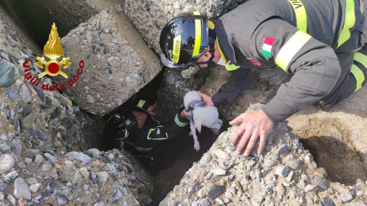 cane e vigili del fuoco