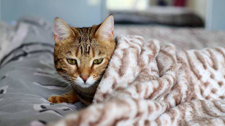 Sindrome nefrosica nel gatto