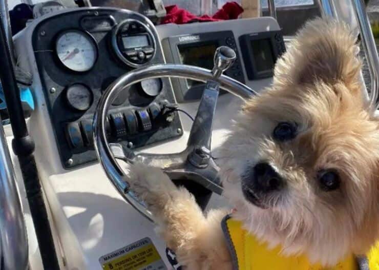 Teddy (Screen video)