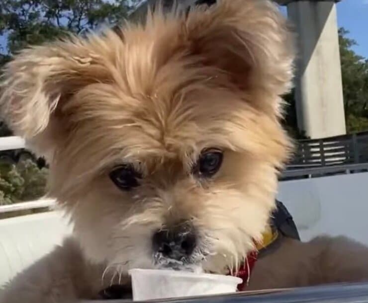 Teddy mangia un gelato (Screen video)