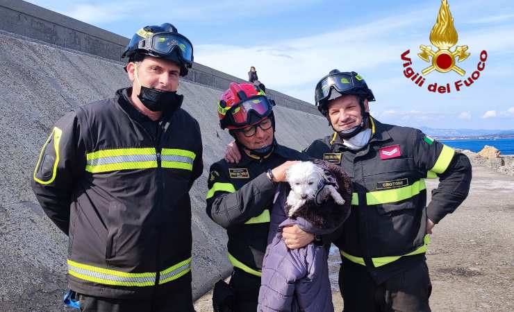 cane salvato a crotone