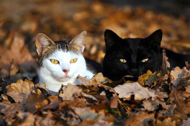 Colonie feline in Abruzzo