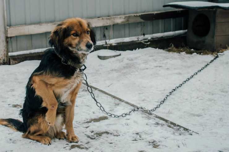 In Sardegna è legale tenere il cane alla catena?