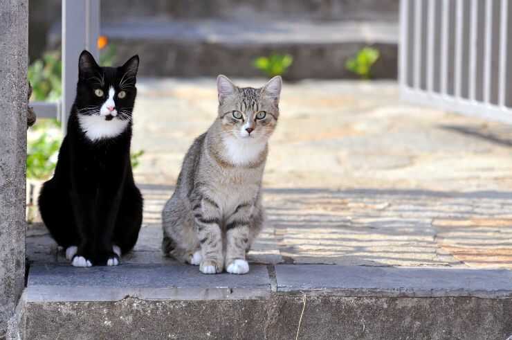 Colonie feline in Veneto