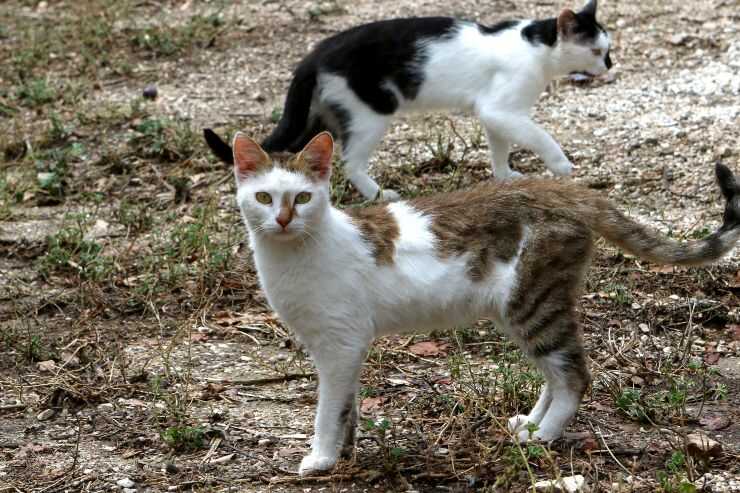 Colonie feline in Liguria