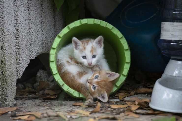 Colonie feline in Sardegna