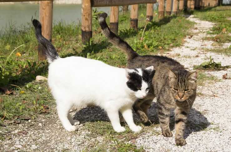 Colonias felinas de la Provincia Autónoma de Trento