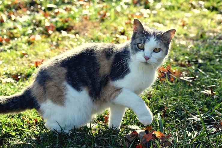 Il gatto barcolla quando cammina