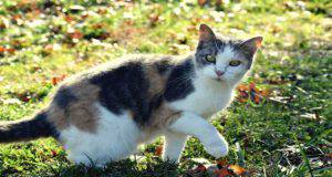 Micio barcolla quando cammina