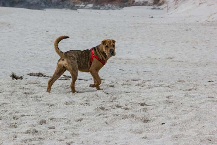 Cane si muove sulla spiaggia