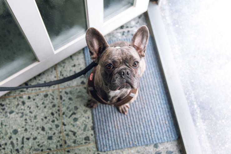 Il cane perde l'equilibrio