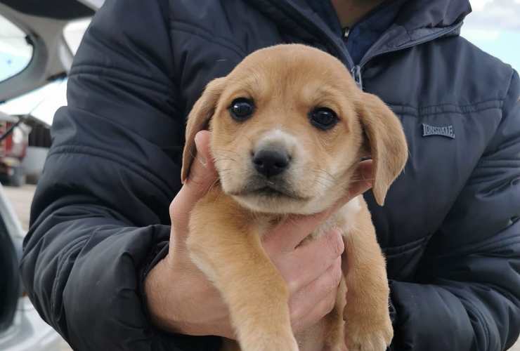 Un'altra dei cuccioli abbandonati (Foto Facebook)