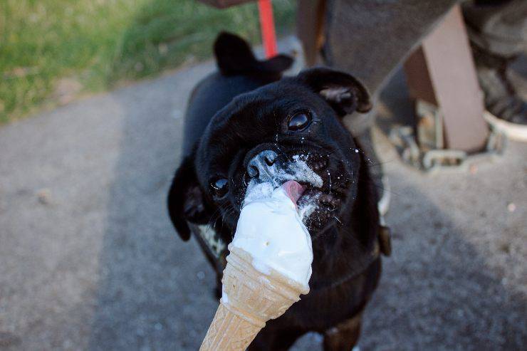 Ricette di gelato per cani
