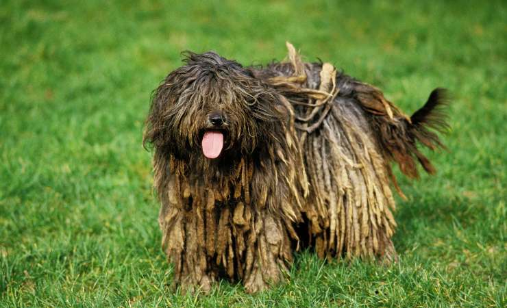 pastore bergamasco