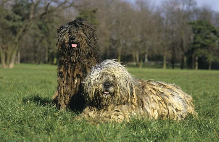 pastore bergamasco