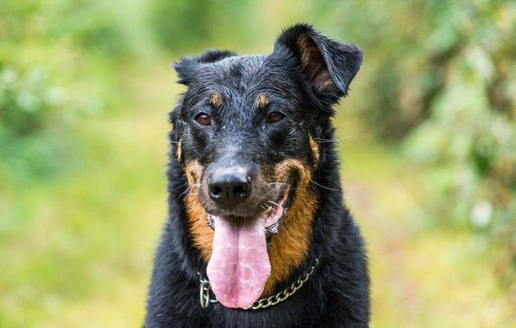 Cane da pastore di Beauce