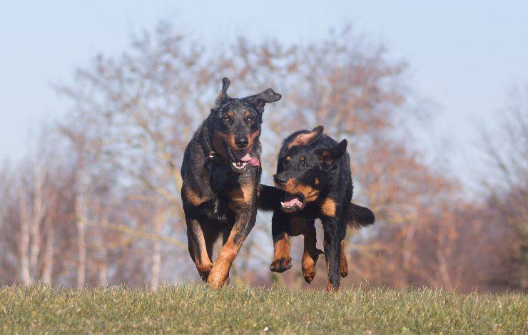 Cane da pastore di Beauce