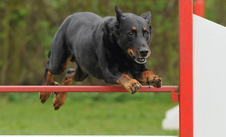 Cane da pastore di Beauce