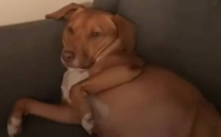 cane disteso sul divano (Foto video)