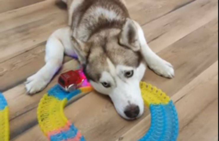 cane husky e la pista da gioco (Foto video)