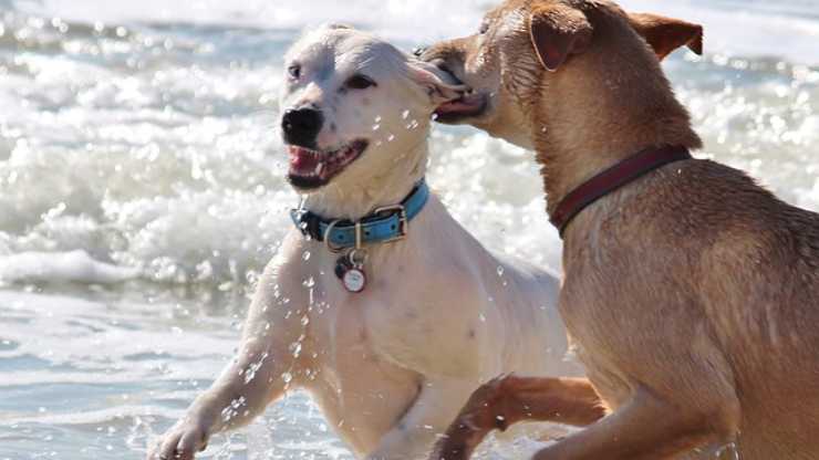 cane morde orecchio di un altro cane