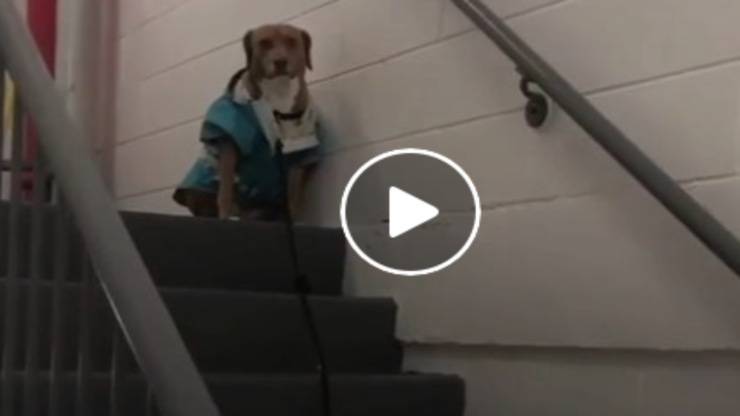 cane con la metereopatia (Foto video)