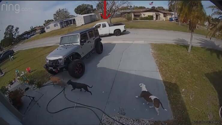 Uomo alla guida di un furgone rallenta e spara ai cani (Screen Video)
